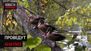 В деревне Голубое массово погибли утки