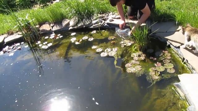 Покупка рыб для пруда. Карп кои и комета, золотая рыбка смотреть онлайн