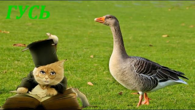 Звуки животных и их описание (Волк#Баран#Гусь#Носорог#Гиена) смотреть онлайн