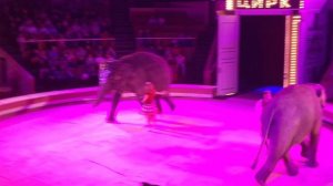 Circus elephant : Girl and Elephant" circus show! /  Девочка и слон цирковое шоу!