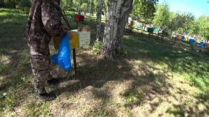 Работы на пасеке. ПОСЕЯЛИ МЕДОНОСЫ! МОРДОВНИК и ФАЦЕЛИЯ