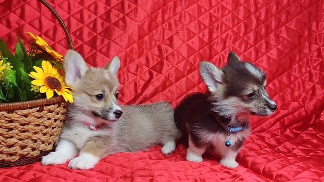 Щеночки вельш-корги пемброк смотреть онлайн