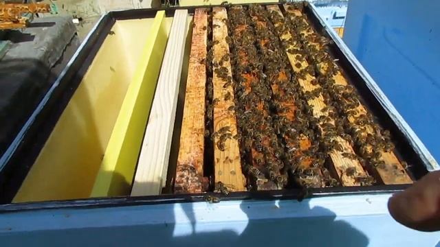 хочу купить улей ППУ для сравнения с ульем из дерева, но очень дорого, вариант эконом смотреть онлайн