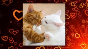 КАК ЦЕЛУЮТСЯ КОШКИ ( ˘⌣˘)♡(˘⌣˘ )Релакс