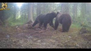 Медведь нападает на лошадей _ Медведь Гризли охотится на диких лошадей .mp4