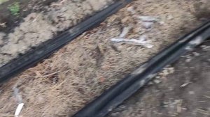 Клубника Кабрилло ? в теплице!!!