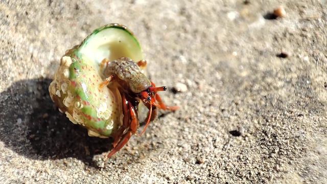 Рак отшельник смотреть онлайн