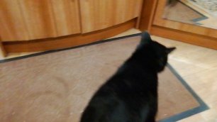 Чёрный Кот! Соседский кот в гостях ;-)