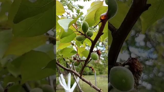 Весенний сад цветет и пахнет (ч.1)