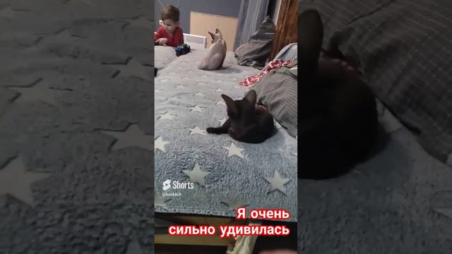 Железные нервы у котят сфинкса и ориентала😂#канадскиесфинксы #ориентальныйкот #нервыидети