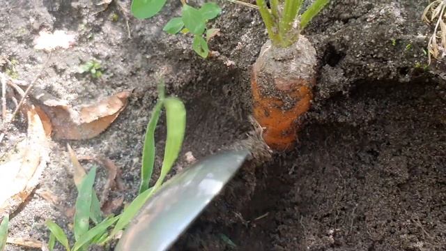 НЕ ВЫБРАСЫВАЙ МОРКОВНУЮ БОТВУ ОЧЕНЬ ПОЛЕЗНЫЙ ЧАЙ.  carrot leaf tea. Чай из морковной ботвы.