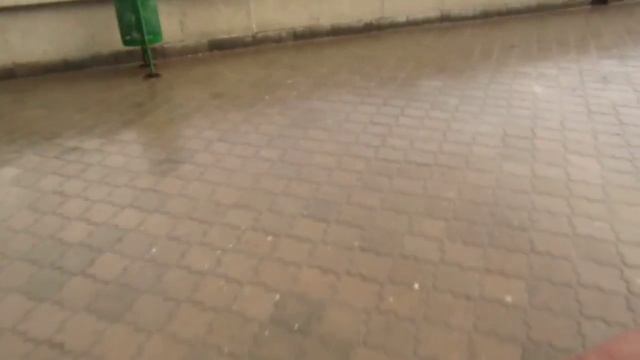 Стая Голодных  Птиц  Крым Алушта