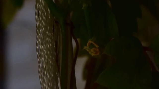 Фасоль цветёт.