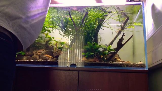 #aquascaping #aquascape. #Акваскейпинг. Аквариум 300 литров.