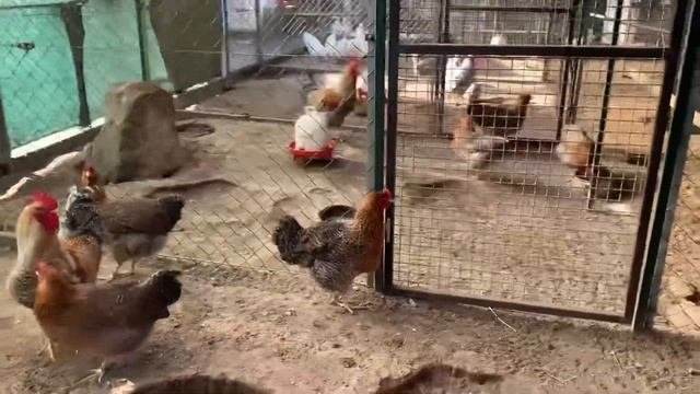 Породистая птица Американский Леггорн .Дорога домой .