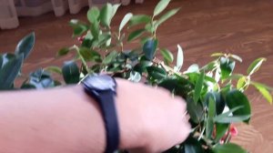 Домашние растения 1. Какой цветок купить домой? Цветущая лиана дипладения или мандевилла.