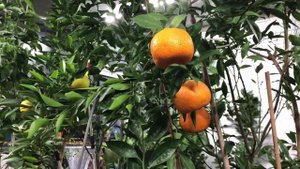 ч.1 Удобрение/подкормка цитрусов. Чем? Когда? Как? Осмокот