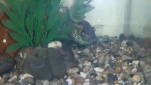 наннакары блю неон - первый нерест! Nannacara Neon Blue.