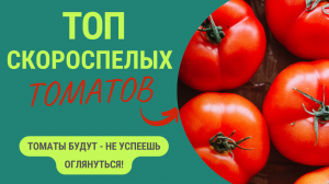 Ультра скороспелые томаты. Помидоры будут — не успеете оглянуться!