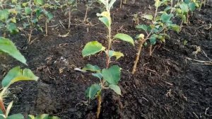 Как ухаживать за молодыми саженцами яблонь