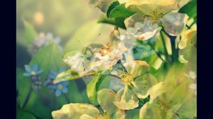 Фредерик Шопен - Апрель (Мечты)