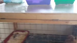 Клетка для декоративного кролика