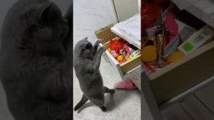 Забавные животные №28