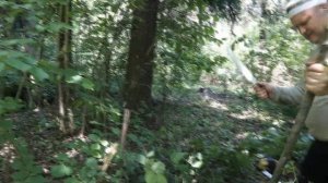 Два ножа Мастера "ИЗ" : кукри и боуи. Рубка толстой лозы.Какой нож лучше?