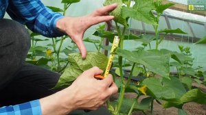 ОГУРЦЫ Лютояр F1 и Вятич F1 зацвели. Делаем замеры растений, часть 1 (4.04.17)