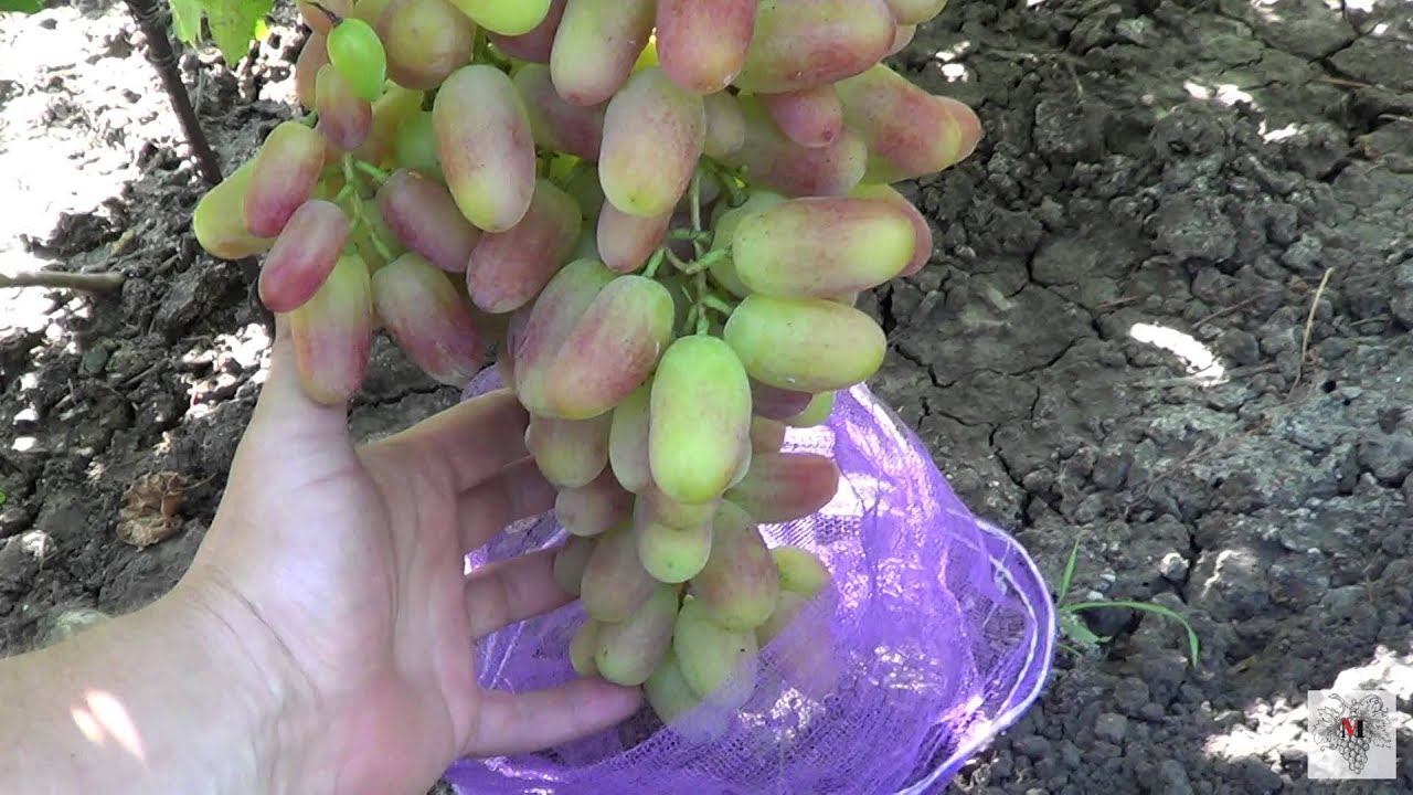 Юлиан Виноград Описание Сорта Фото Отзывы Видео