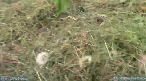 Как получать большой УРОЖАЙ ПОМИДОРОВ без полива и прополки