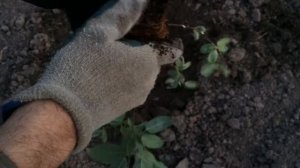 Ирга канадская Принц Уильям. Amelanchier canadensis Prince William. Посадка 2016