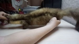 Сушка шкуры куницы