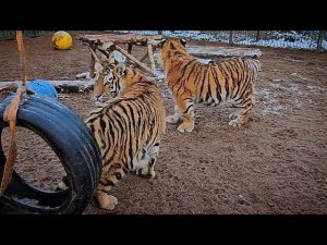 Как тигренок без хвоста знакомился с вольером
