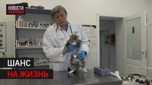 Ветеринарный врач из Балашихи спасает жизни животных