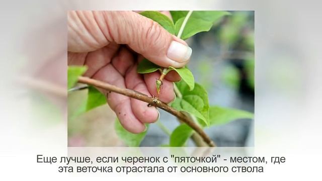 Размножение ЧЕРЕНКАМИ | Как УКОРЕНИТЬ ЧЕРЕНОК любого растения. Ч.1 |  Укоренение в ВОДЕ