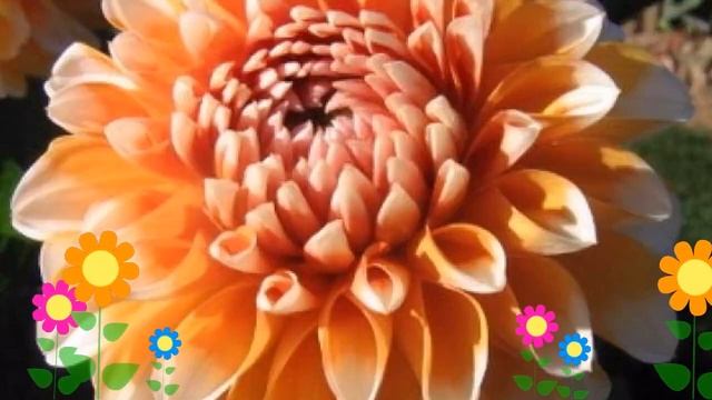 Георгина махровая (Bahama Apricot). Краткий обзор, описание характеристик, где купить луковицы смотреть онлайн