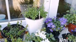 Кампанулы. Мои любимицы?