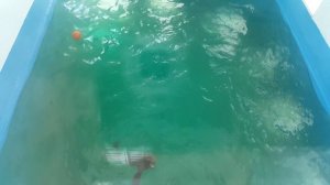 Тюлень в Бассейне.Как плавают тюлени