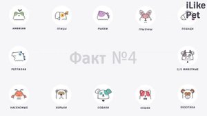 Особенности породы ирландский сеттер