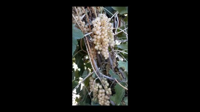 Смородина "Алмазная белая" смотреть онлайн