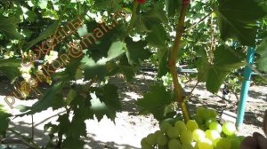 Новое столетие ЗГТУ - ранний беспроблемный  сорт винограда  (Пузенко Наталья Лариасовна)