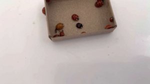 Божьи коровки атакуют мой дом! Интересные факты про этих насекомых.