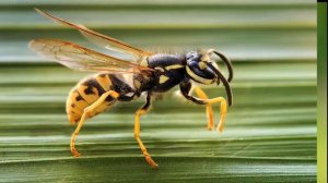 Развивающее видео детям. Насекомые. Learn insects in Russian.