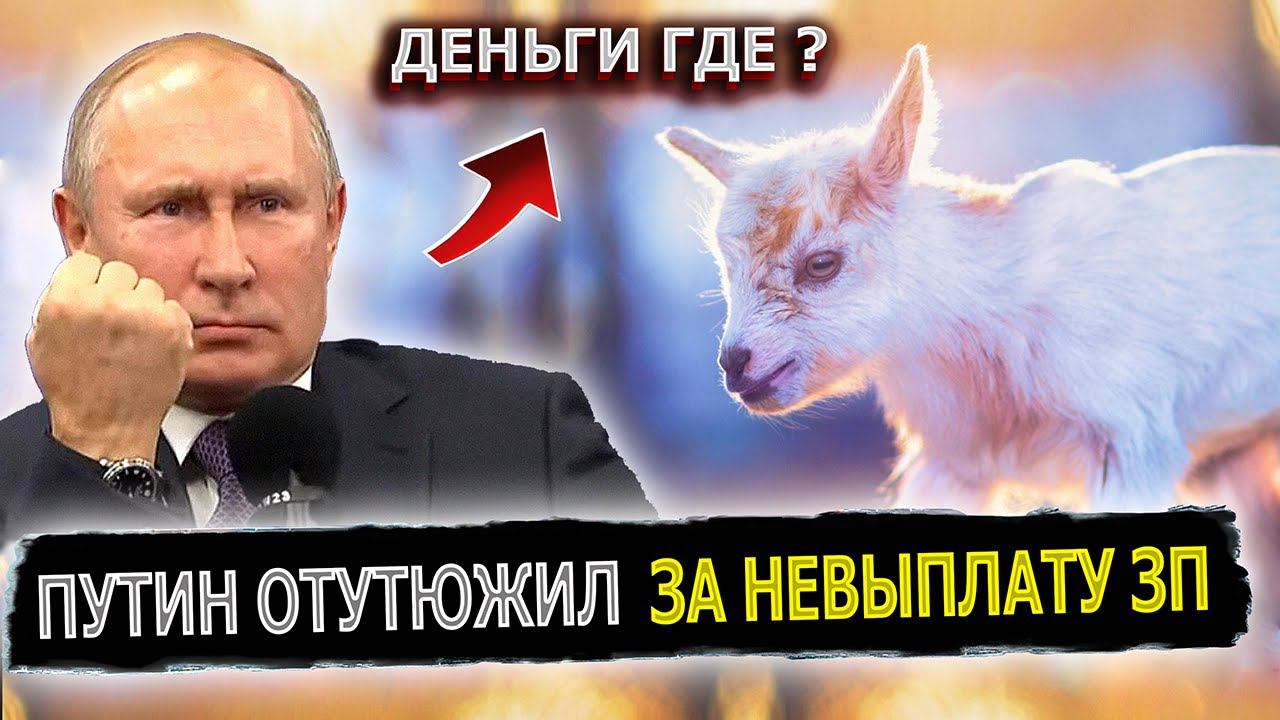 ПУТИН В ЯРОСТИ, 3 ЧАСА ДАЮ ТЕБЕ КОЗЛЕНОК #пранк #пранки #краснодар #краснодарскийкрай #зарплата смотреть онлайн