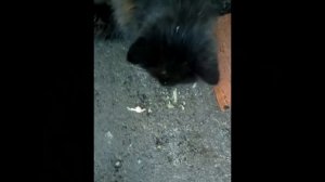 Котик с бронхитом кашляет