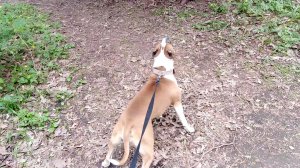 Дикая белка подошла слишком близко к амстаффу и вот что из этого вышло