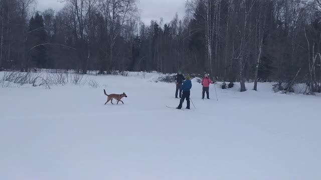 2022-02-26 Forest lake abramtsevo смотреть онлайн