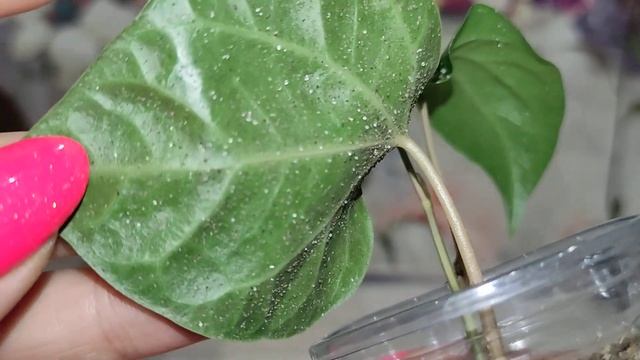 Детки бегоний и других комнатных растений на 12.07.22 смотреть онлайн