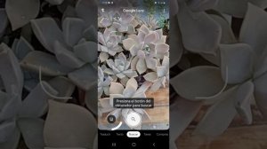 COMO BUSCAR EL NOMBRE DE MIS SUCULENTAS Con Google Lens paso a paso